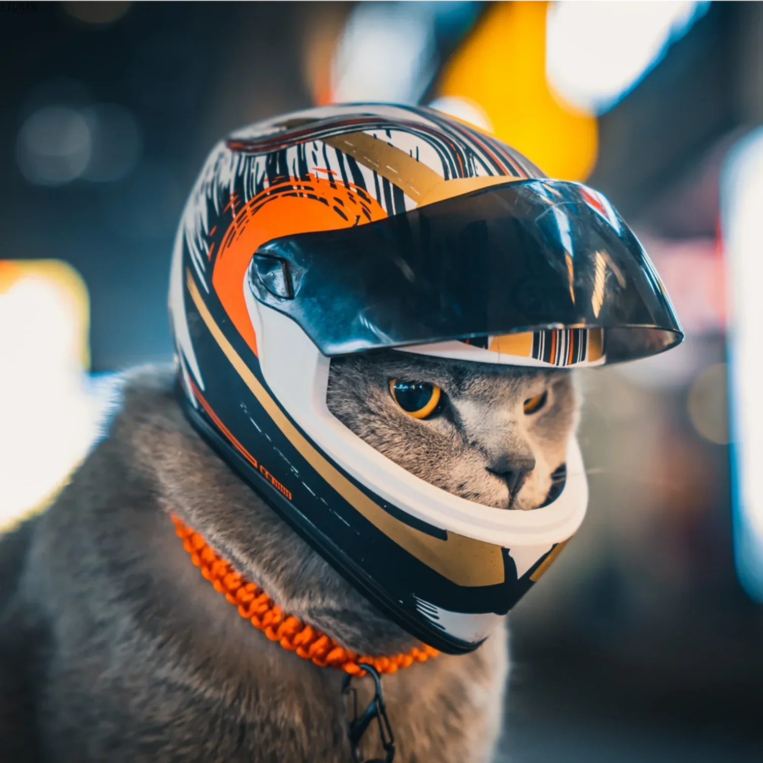 Kaciga za pse i mačke – mini motociklistička kaciga za ljubimce