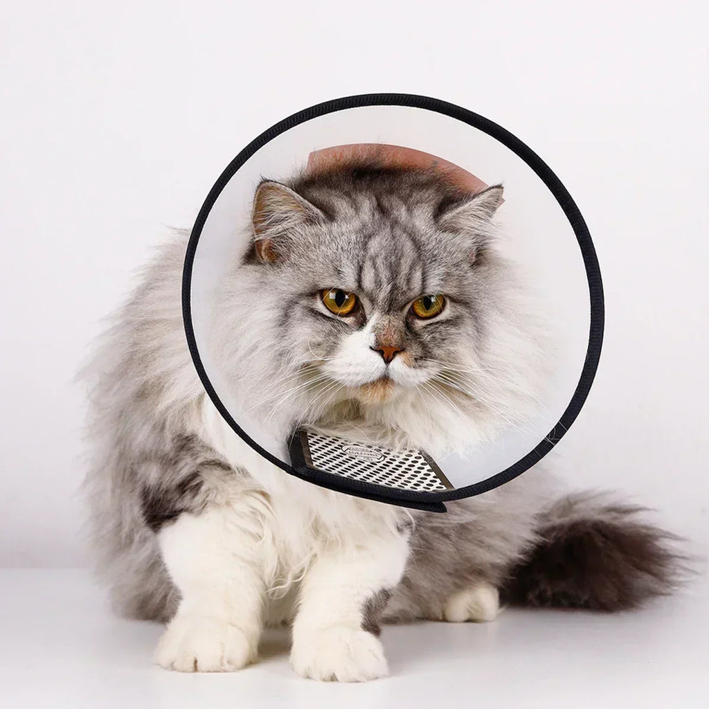 Protective collar - funnel for dogs and cats, post-surgery recovery