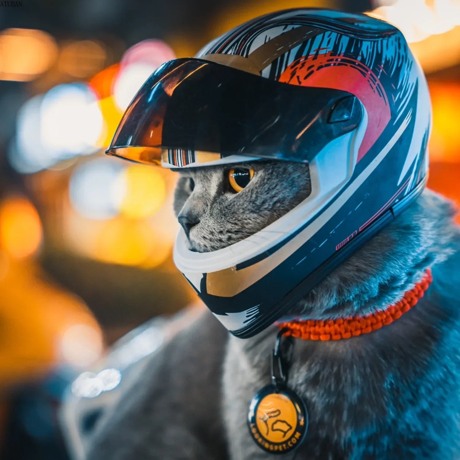 Kaciga za pse i mačke – mini motociklistička kaciga za ljubimce