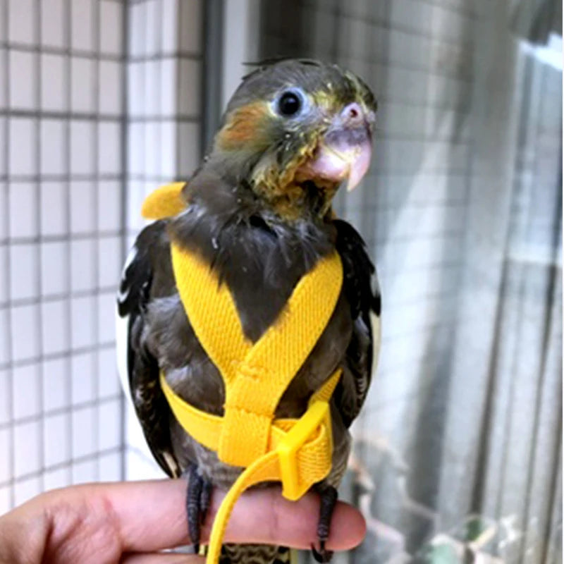 Parrot Flight Training Leash - Elastic, 200 cm, 7 colors